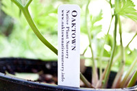 Oaktown Native Plant Nursery