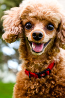 Meatball's Portrait