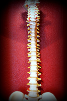 Montclair Chiropractic & Wellness Center